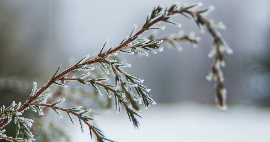 Frost on pine tree branch