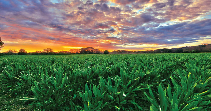 Field of Turmeric plant with multi-colored sky