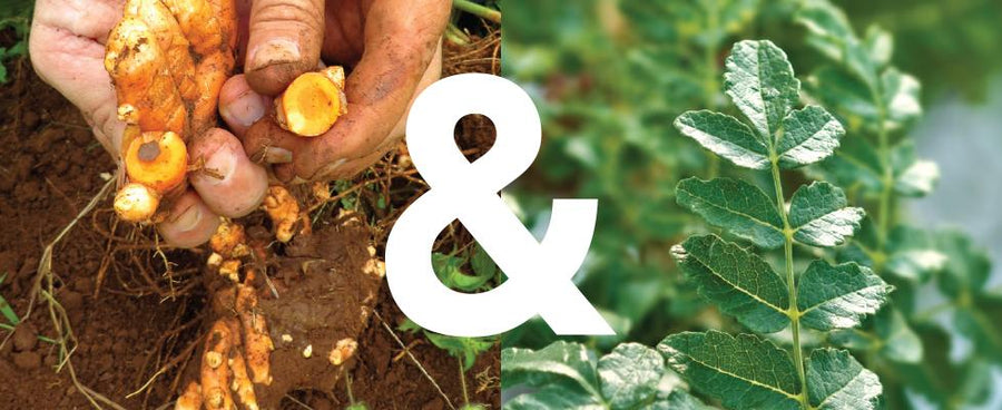 Hands with Turmeric Root and Turmeric leaf in nature