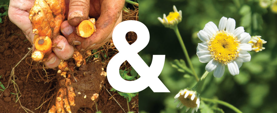 Man holding Turmeric ampersand Feverfew