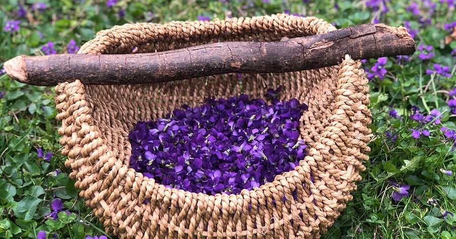 hand-made basket of fresh violets