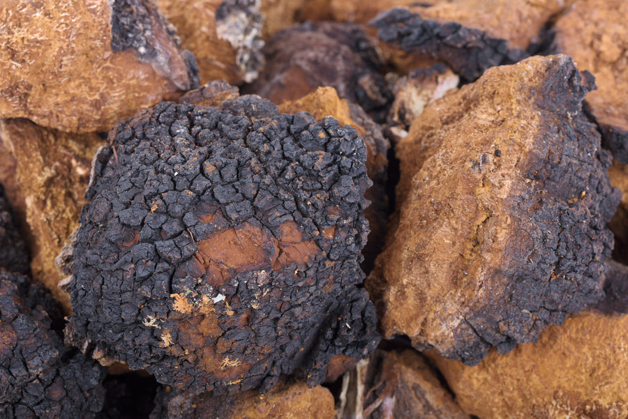 Chaga mushroom growing on tree 