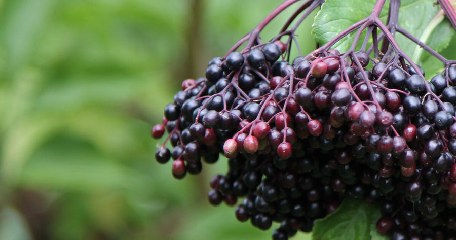 Black Elderberry in nature