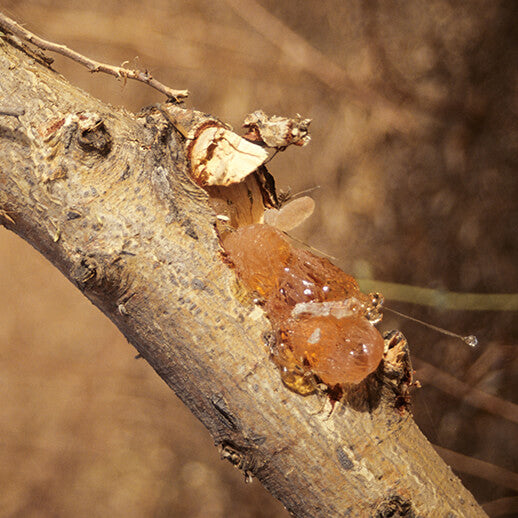 Close up of Acacia