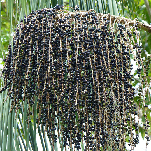 Close-up of Açaí fruit