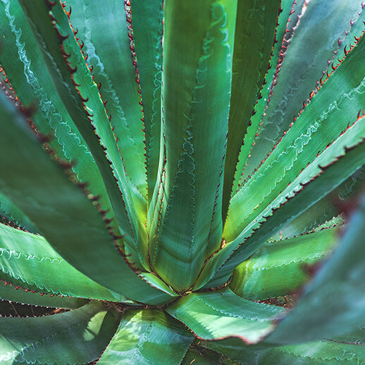 Close-up of Agave plant