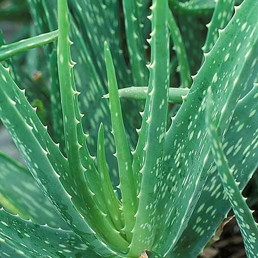 Aloe Vera close up