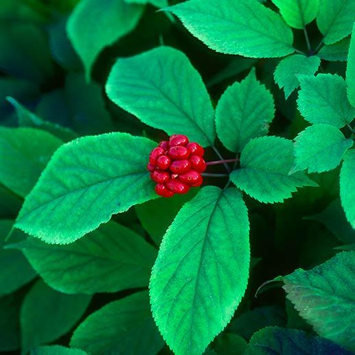 American Ginseng berry close up