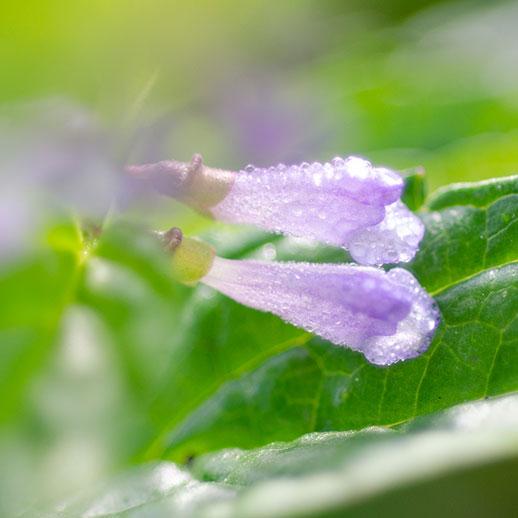 American Skullcap flower close up