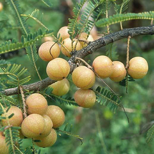 Amla berry cluster close up