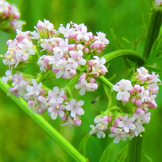 Anise in nature