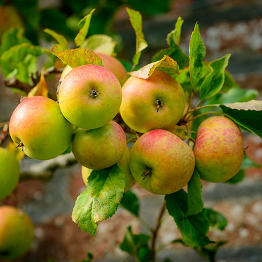 Close-up of apples on branch