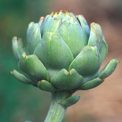 Artichoke close up