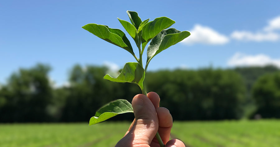 Hand holding Ashwagandha at Gaia Herbs farm