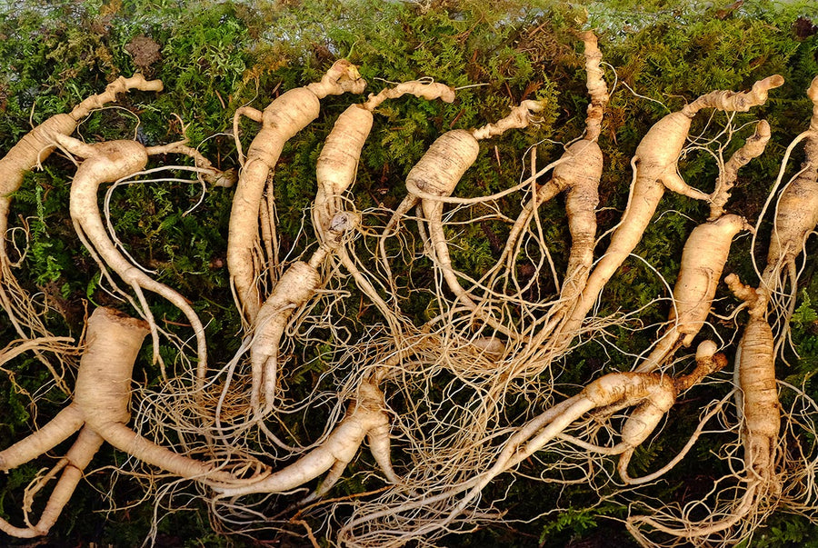 Panax ginseng