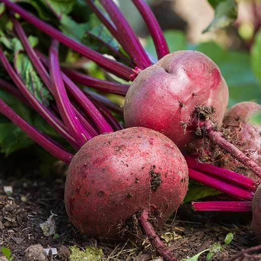 Pair of Beets close up