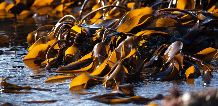 Brown seaweed