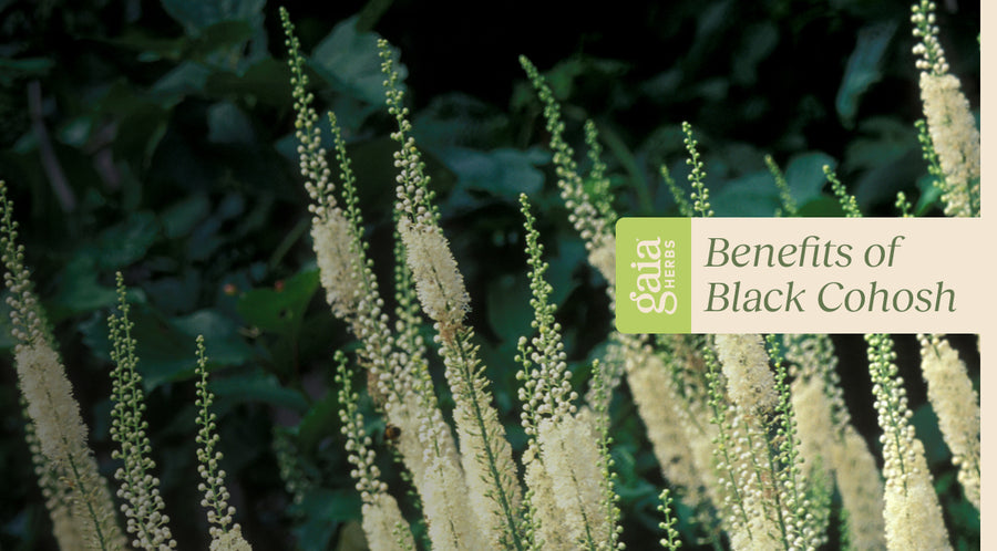 Black cohosh benefits