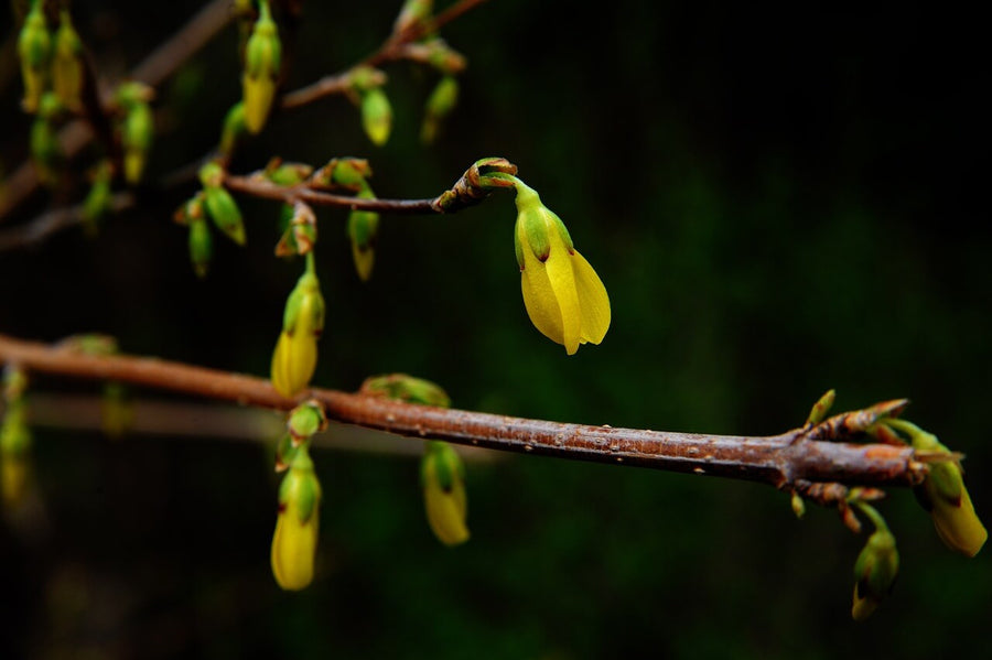 What is Berberine? Its Benefits, Side Effects, & Contraindications