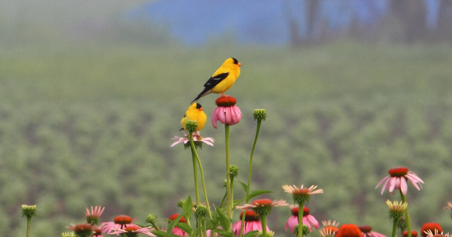 yellow birds on echinacea at Gaia Herbs Farm