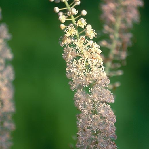 Black Cohosh close up