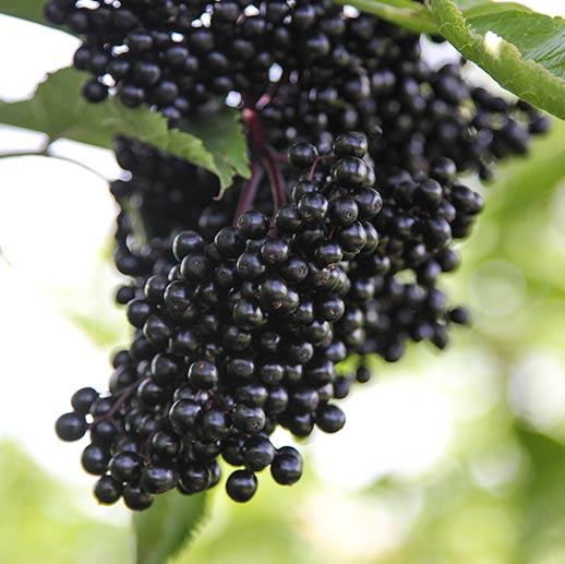 Black Elderberry bunch close up