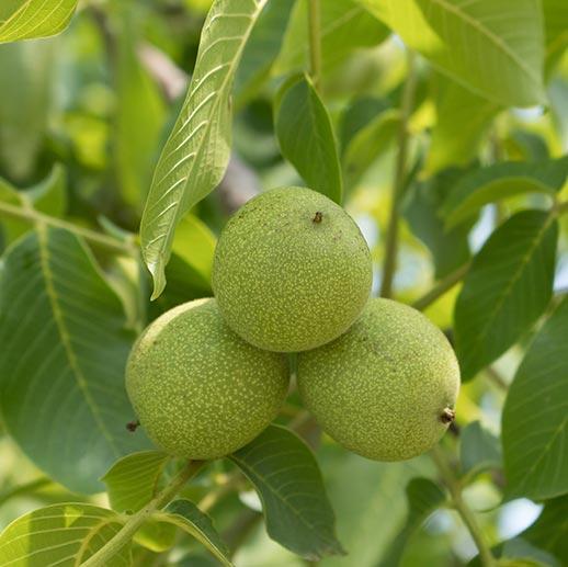 Black Walnut Close Up