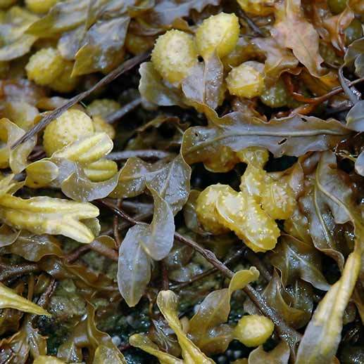 Bladderwrack close up