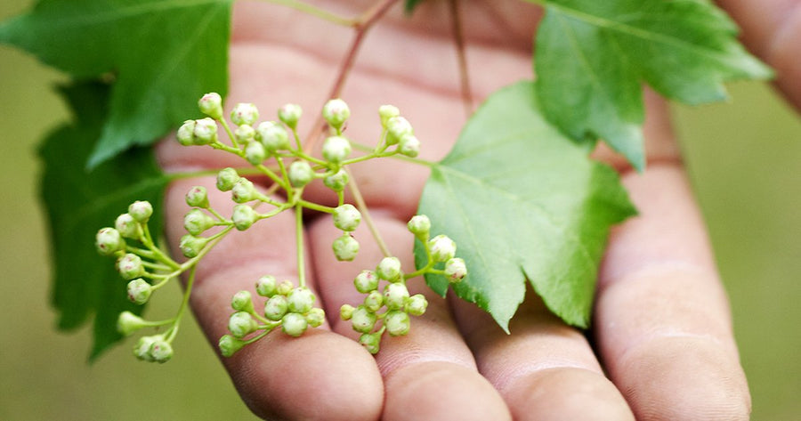 Man holding hawthorn in the palm of his hand