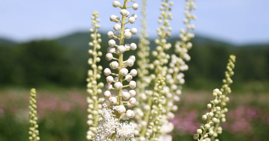 Black Cohosh at Gaia Herbs farm