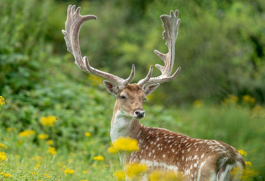 Deer Antler Velvet Supplements May Hurt More Than They Help