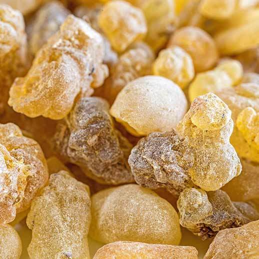 Boswellia gum resin close up