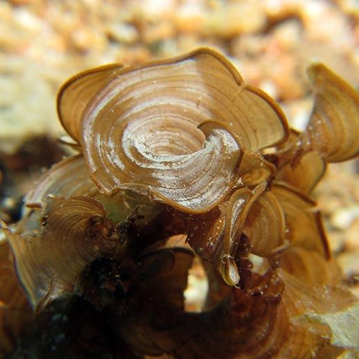 Brown Seaweed close up