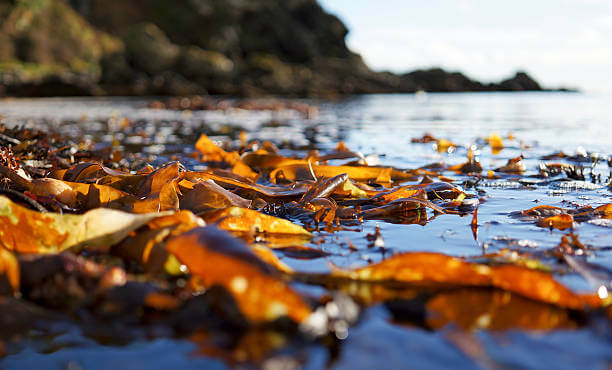 Brown seaweed