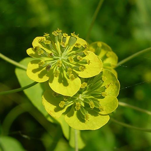 Bupleurum close up