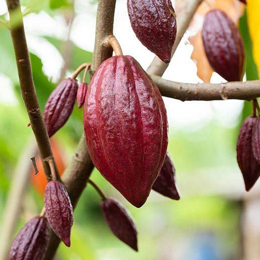 Cacao Bean close up