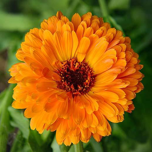 Calendula close up