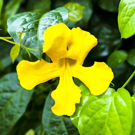 Cats Claw flower close up