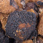 Chaga mushroom close up