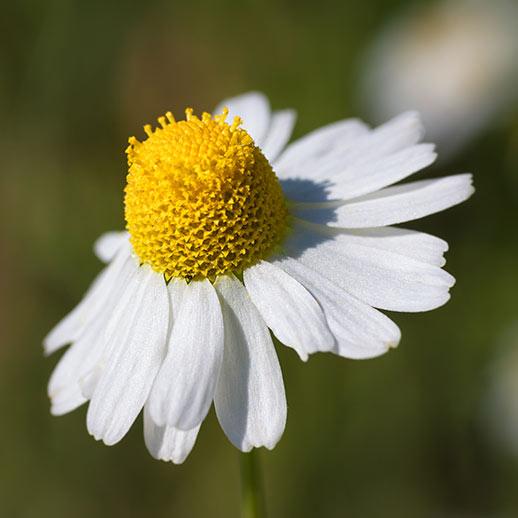 Chamomile flower close up