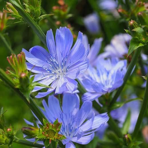 Chicory Flower close up