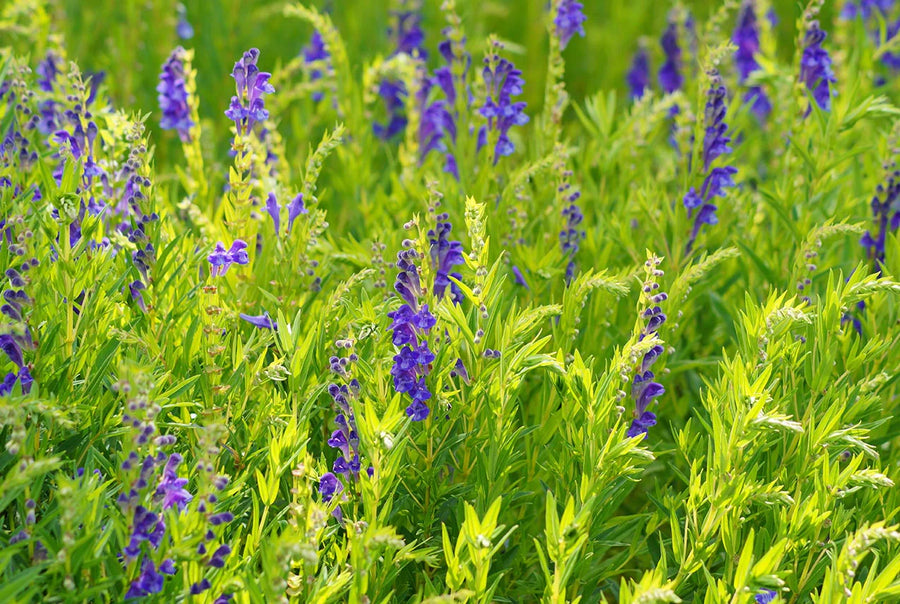 Chinese Skullcap: Its History, Health Benefits, Uses, and Side Effects