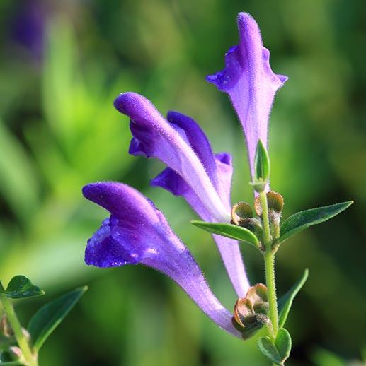 Chinese Skullcap flower close up