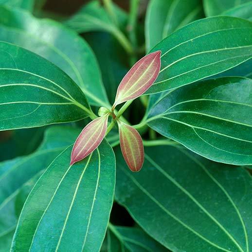 Cinnamon herb close up