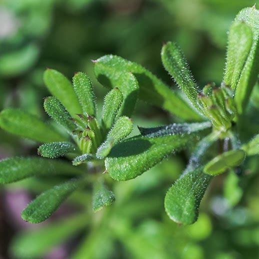 Cleavers close up