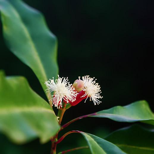 Clove flower buds close up