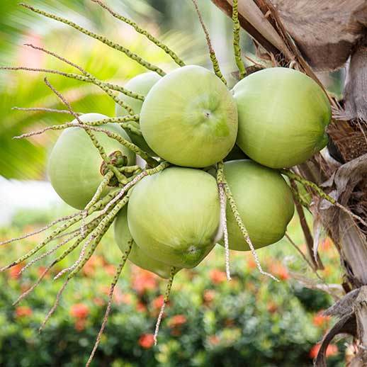 Coconut cluster close up