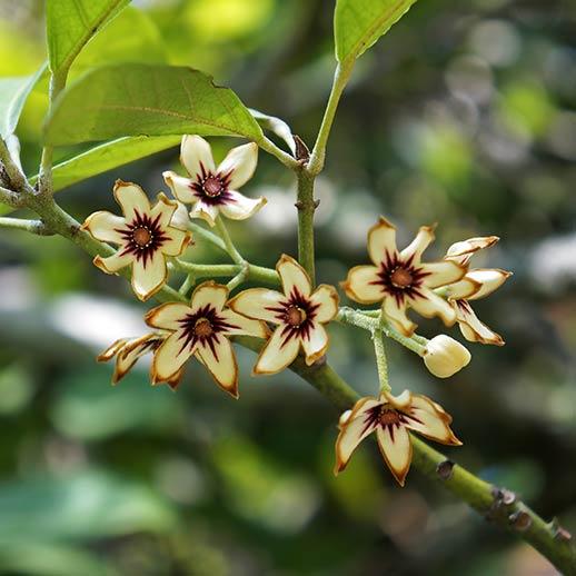 Cola flowers close up