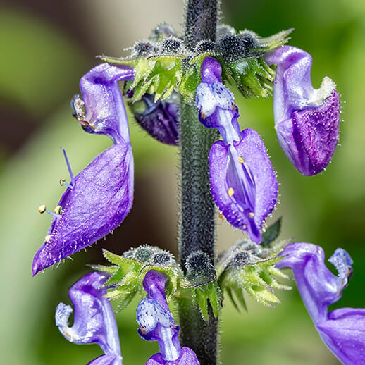 Coleus in nature