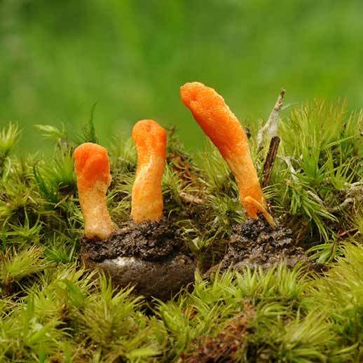 Cordyceps close up